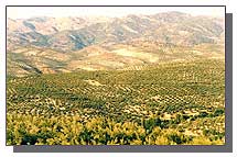 Sierra de Cazorla, olivares.